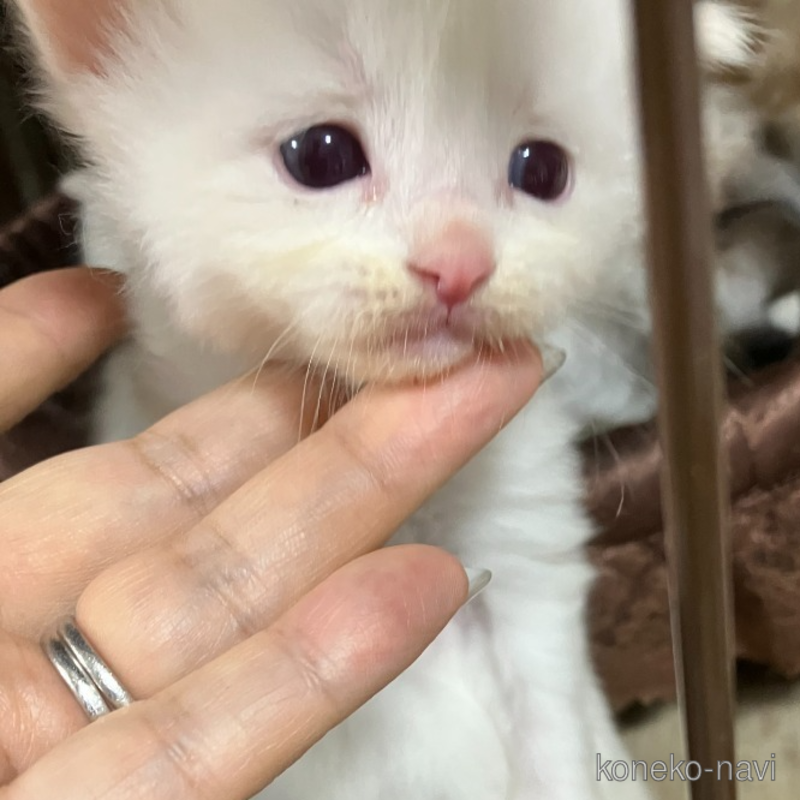 販売中の滋賀県のラグドール-127149