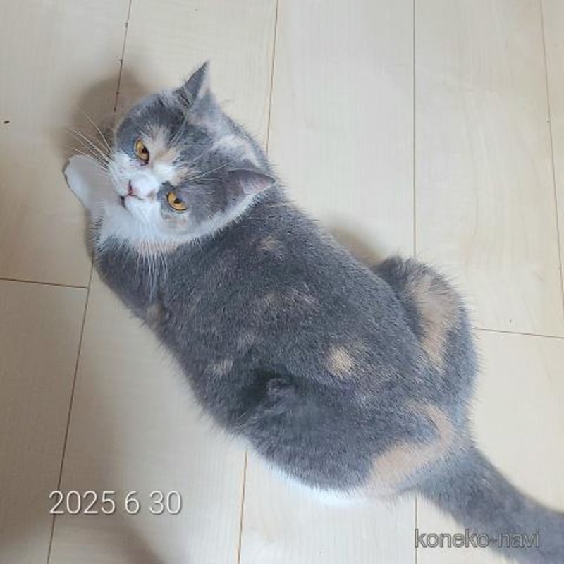 販売中の千葉県のブリティッシュショートヘア-127239の3枚目