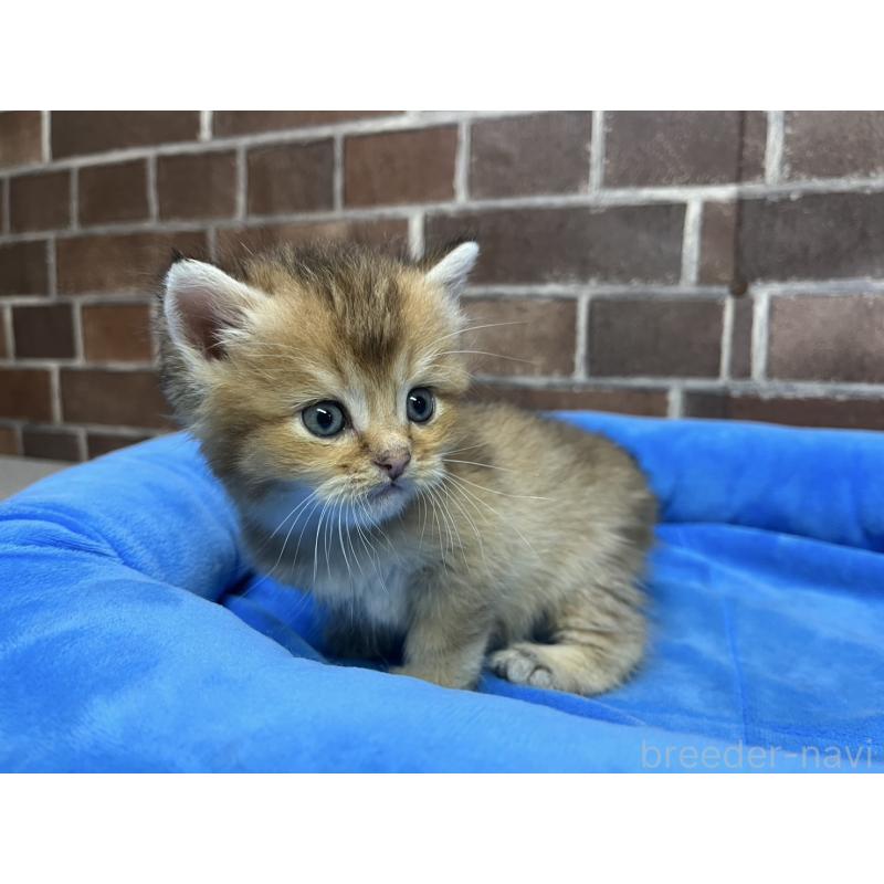 販売中の東京都のブリティッシュショートヘア-127153の12枚目