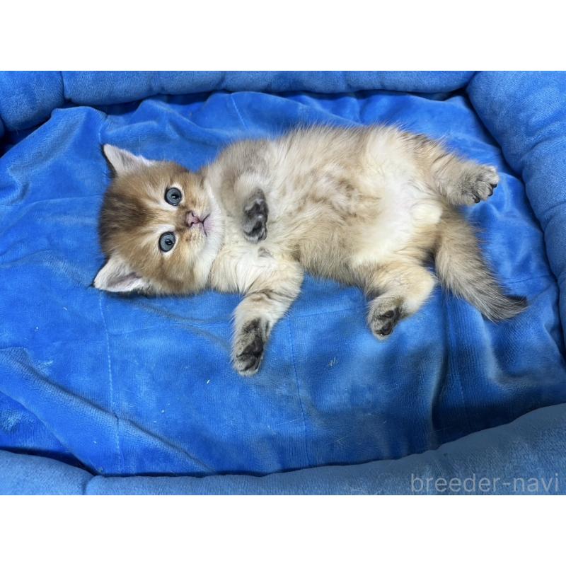 販売中の東京都のブリティッシュショートヘア-127153の8枚目