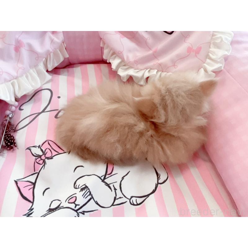 販売中の千葉県のミヌエット(短足)-127171の3枚目