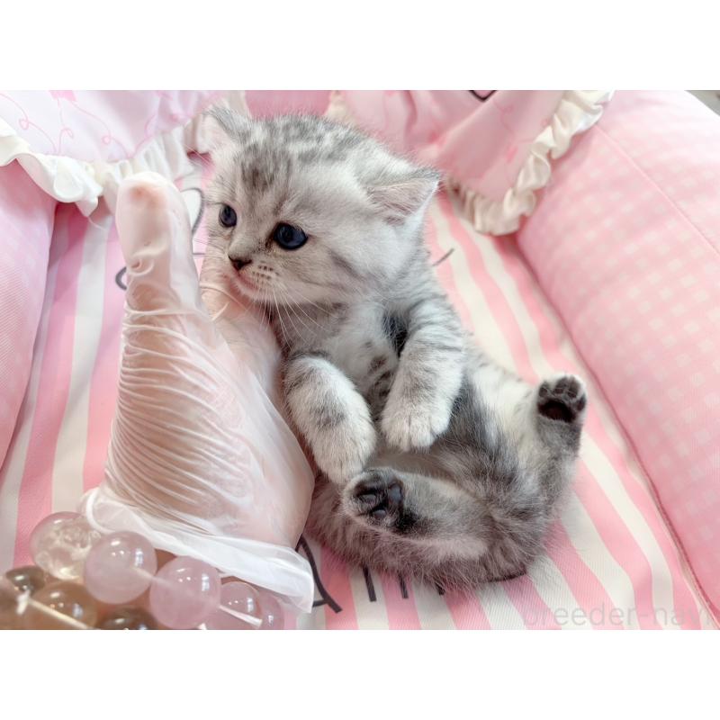 販売中の千葉県のミヌエット-127173の4枚目
