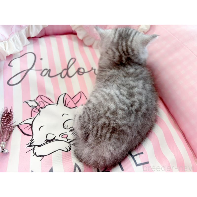 販売中の千葉県のミヌエット-127173の2枚目