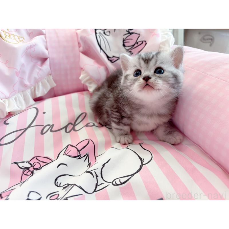 販売中の千葉県のミヌエット-127174の2枚目