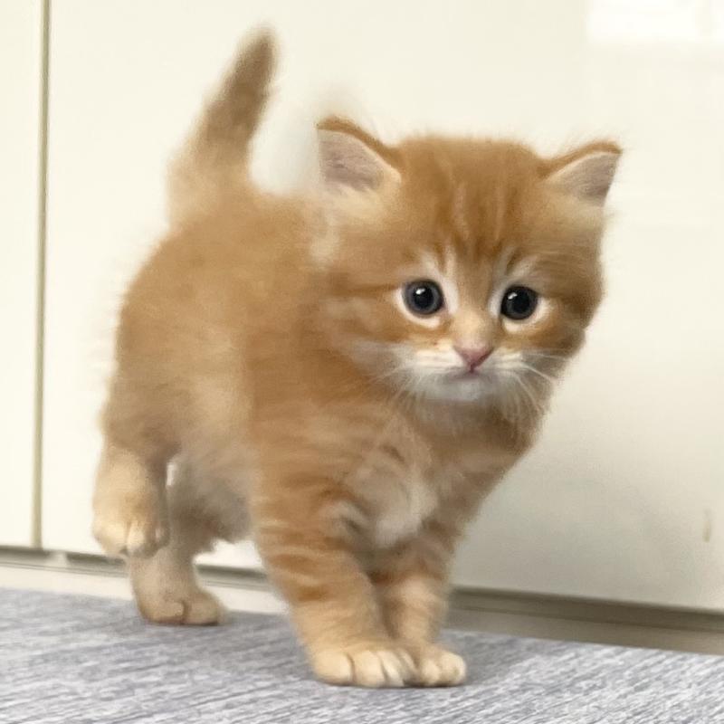 販売中の愛知県のミヌエット-126926の3枚目