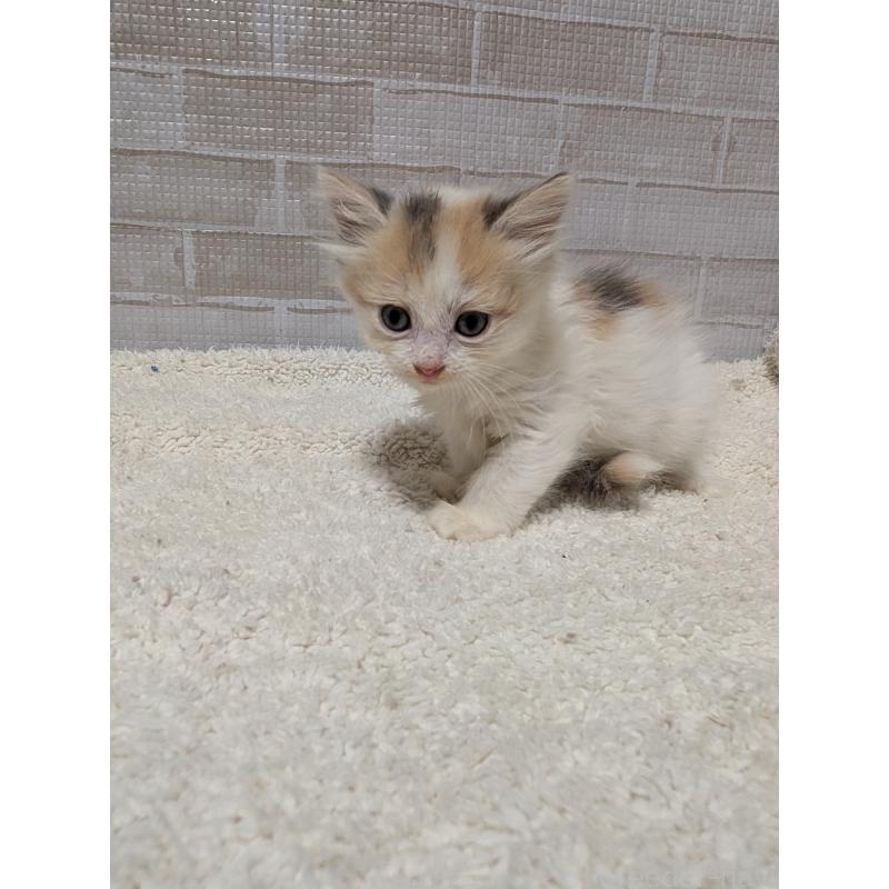 販売中の熊本県のマンチカン-127203の3枚目