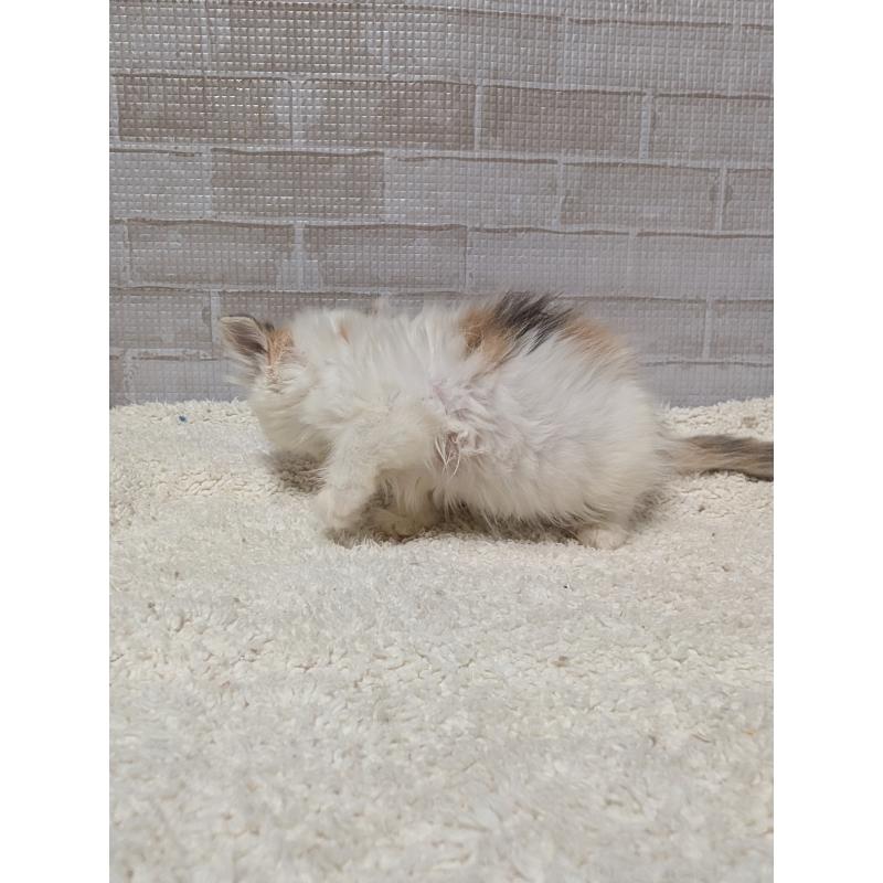 販売中の熊本県のマンチカン-127203の2枚目