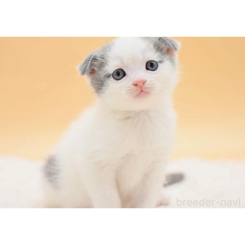 販売中の栃木県のスコティッシュフォールド(折れ耳)-127190の2枚目