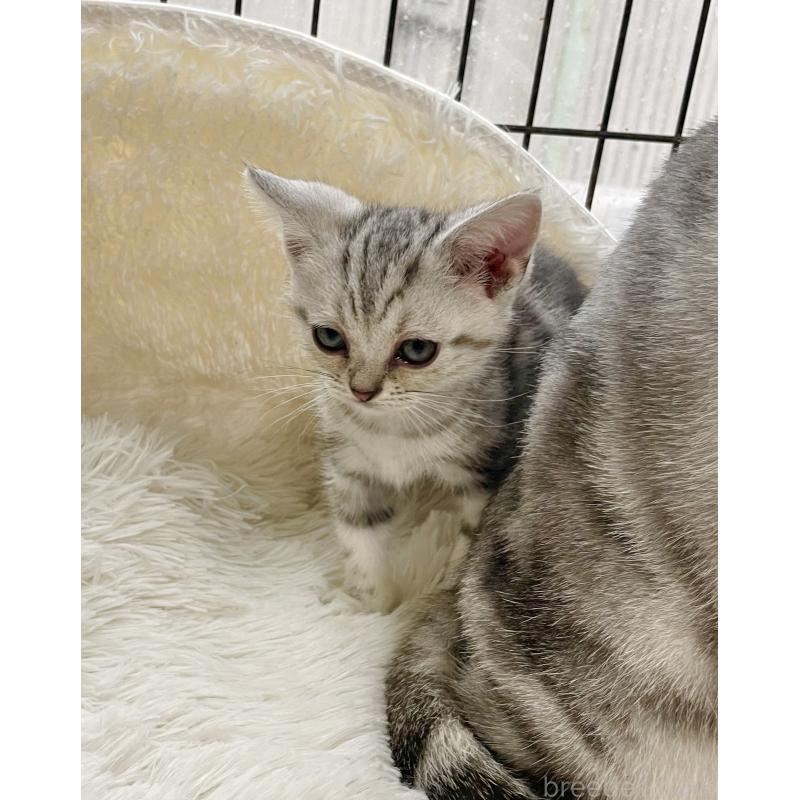 販売中の岡山県のアメリカンショートヘア-127193の2枚目