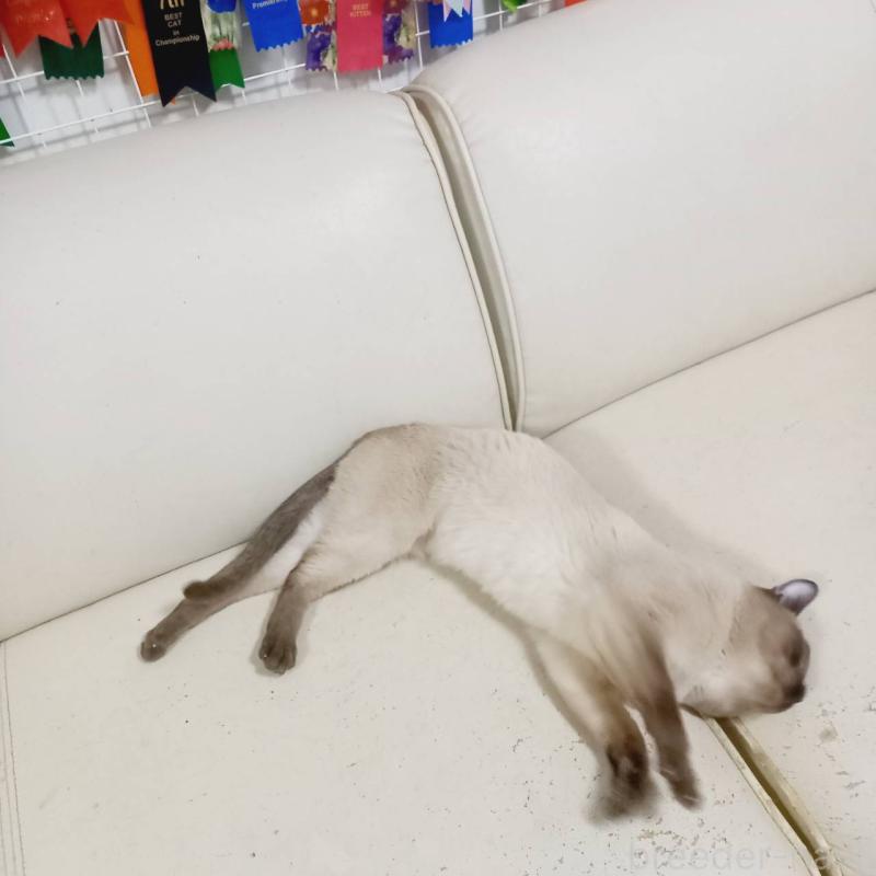 販売中の埼玉県のトンキニーズ-127221の8枚目