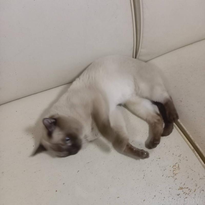 販売中の埼玉県のトンキニーズ-127221の6枚目