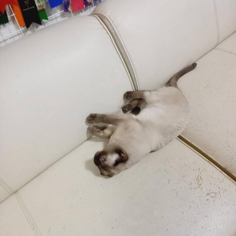 販売中の埼玉県のトンキニーズ-127221の5枚目