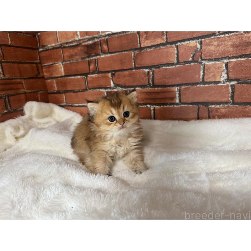 販売中の大阪府のブリティッシュロングヘア-127217の3枚目