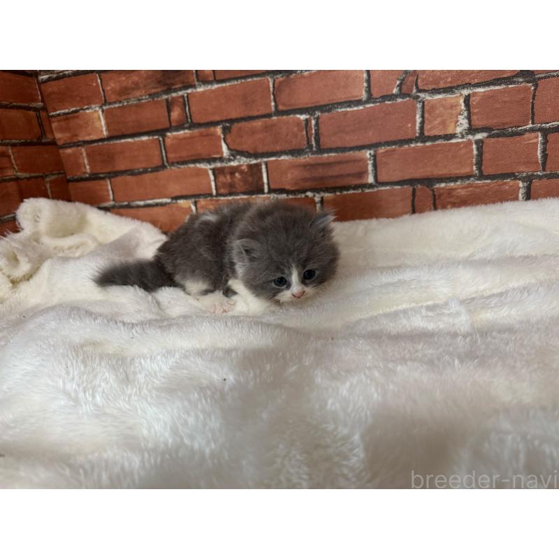 販売中の大阪府のブリティッシュロングヘア-127219の8枚目
