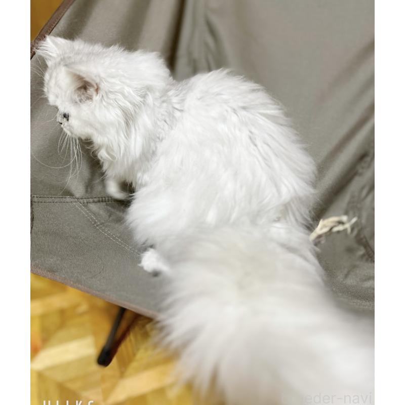 販売中の栃木県のペルシャ(チンチラ)-119453の6枚目