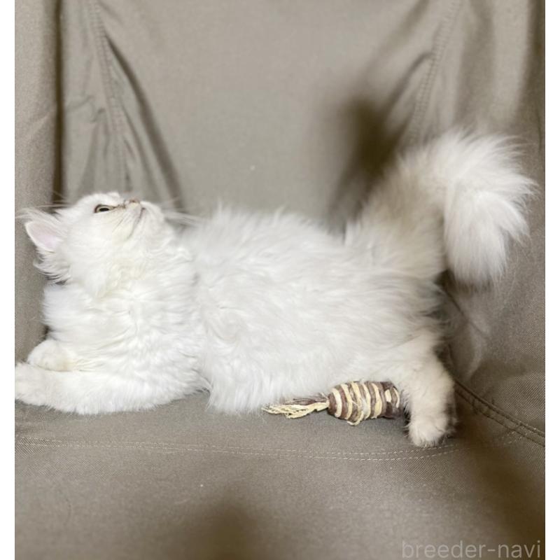 販売中の栃木県のペルシャ(チンチラ)-119453の5枚目