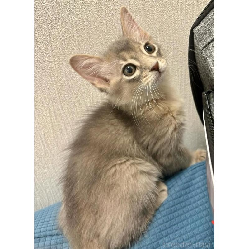 販売中の京都府のソマリ-127232の2枚目
