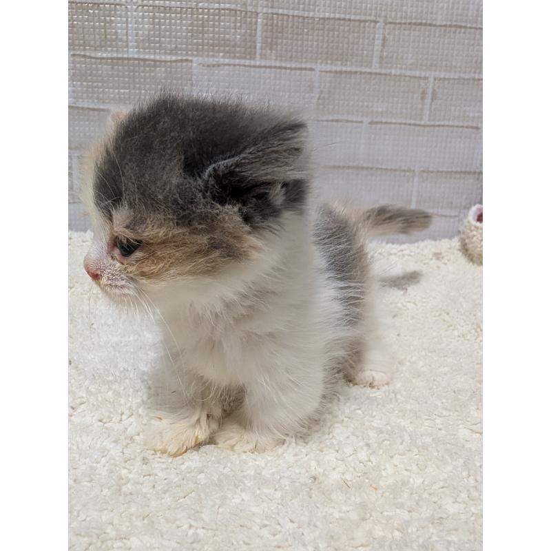 販売中の熊本県のマンチカン(短足)-127231の3枚目