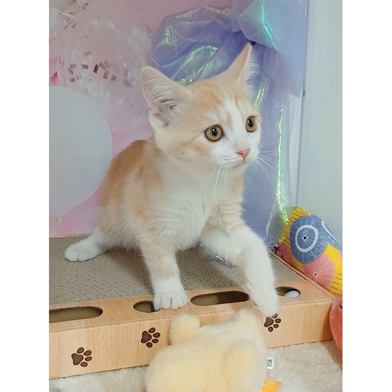 販売中の千葉県のマンチカン-127243の6枚目