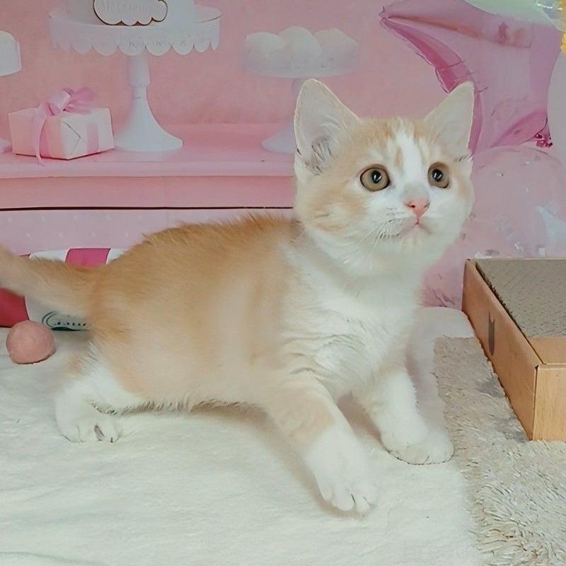 販売中の千葉県のマンチカン-127243