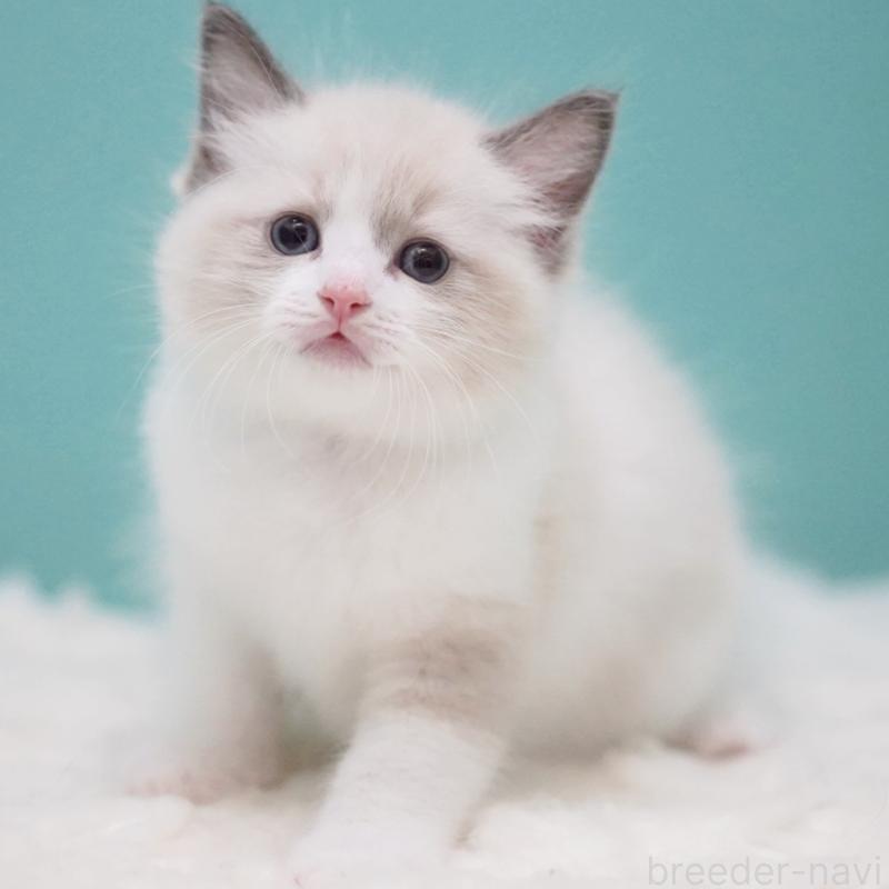 成約済の東京都のラグドール-125600の15枚目