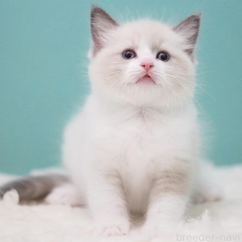 成約済の東京都のラグドール-125600の14枚目