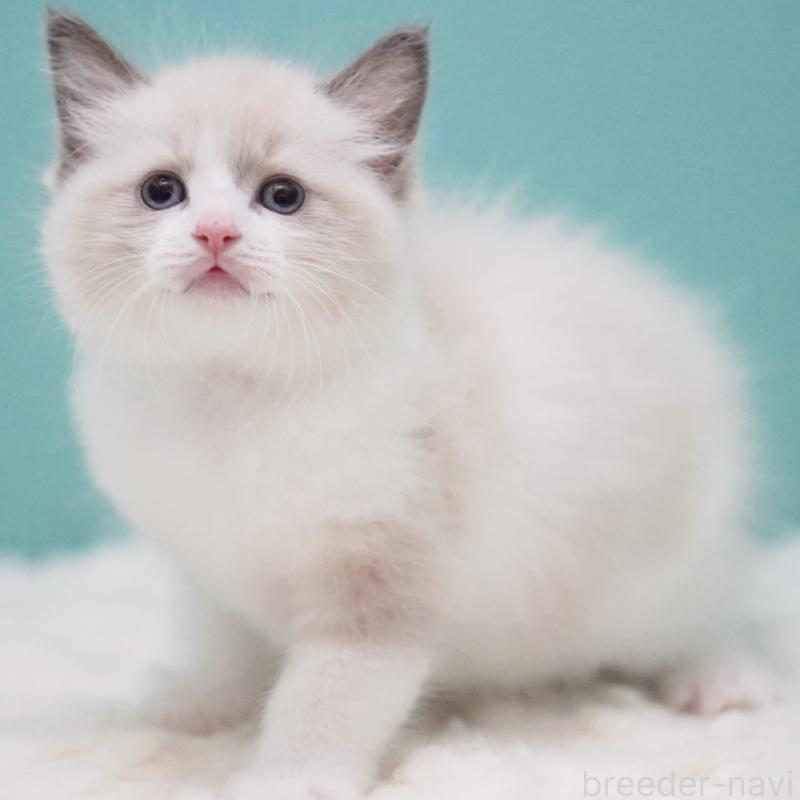 成約済の東京都のラグドール-125600の13枚目