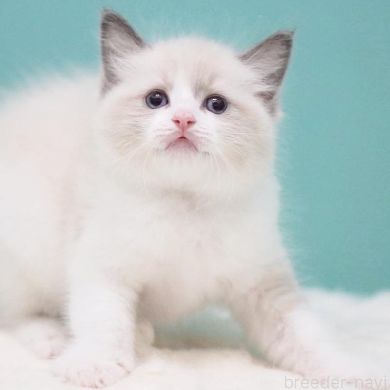 成約済の東京都のラグドール-125600の12枚目