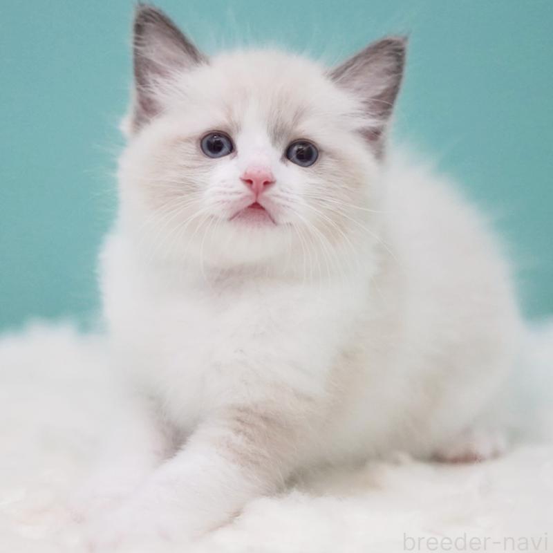 成約済の東京都のラグドール-125600の11枚目