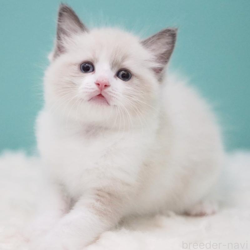 成約済の東京都のラグドール-125600の10枚目