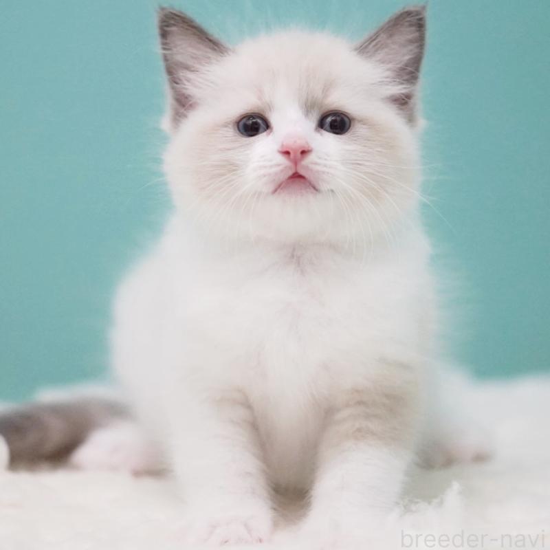 成約済の東京都のラグドール-125600の9枚目