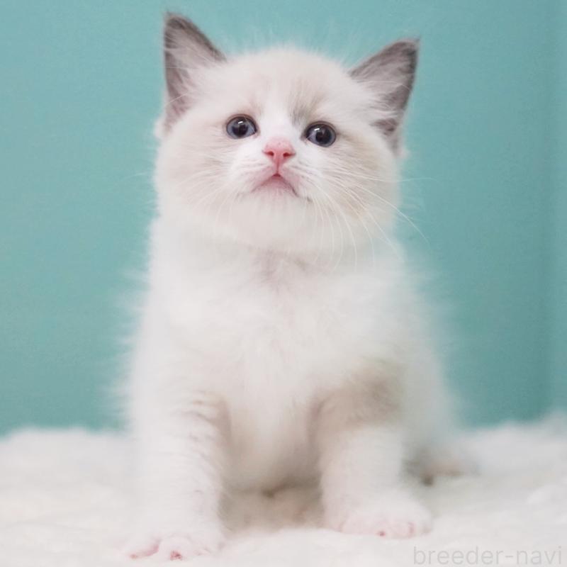 成約済の東京都のラグドール-125600の8枚目