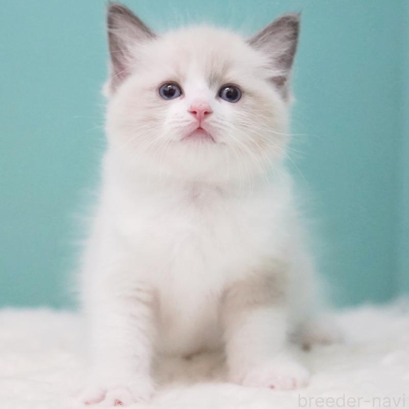 成約済の東京都のラグドール-125600の7枚目