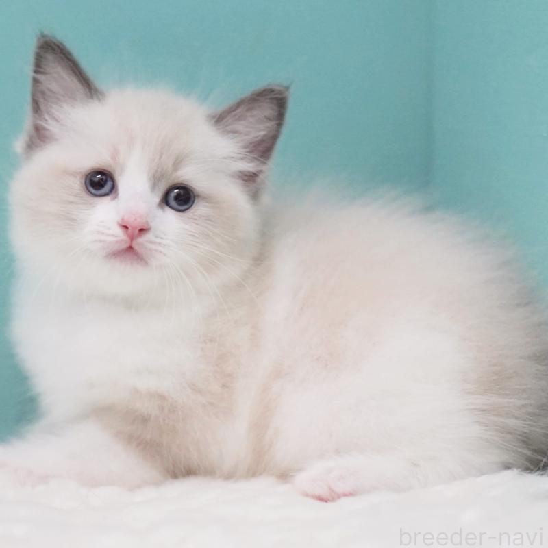 成約済の東京都のラグドール-125600の6枚目