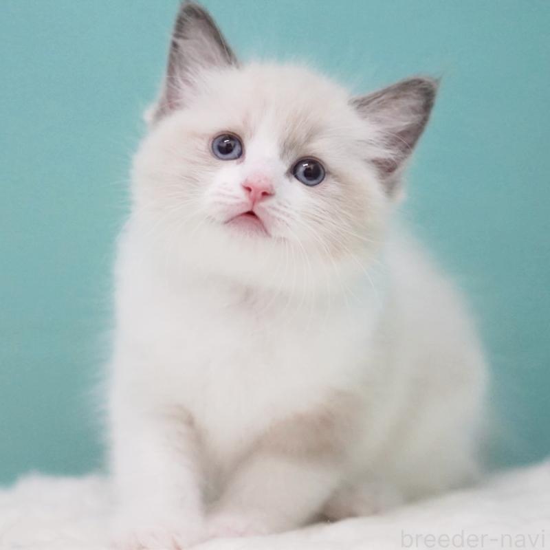 成約済の東京都のラグドール-125600の5枚目