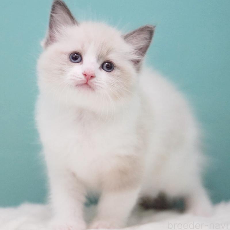 成約済の東京都のラグドール-125600の4枚目