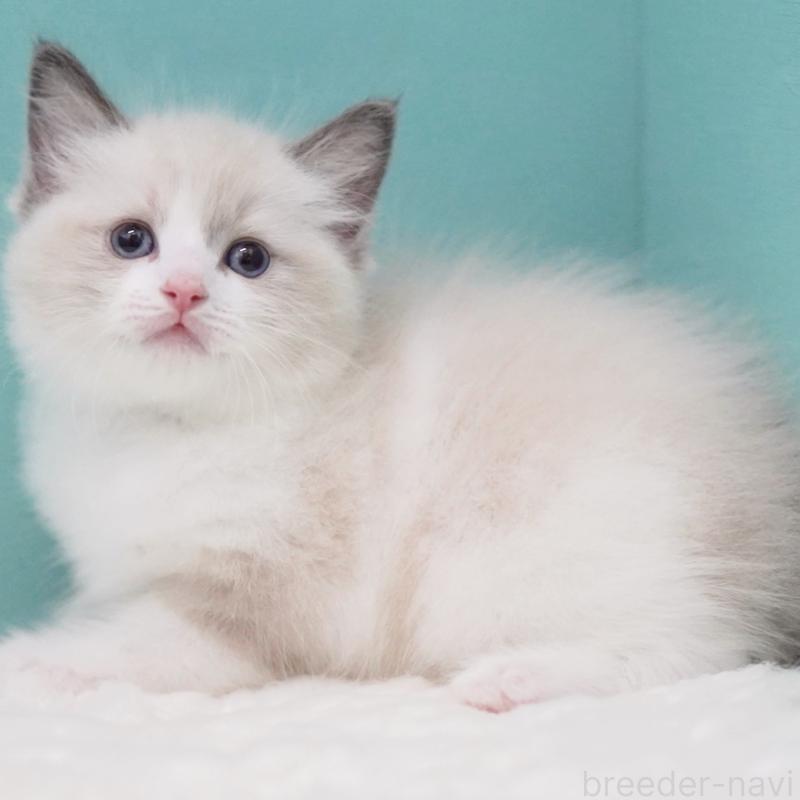 成約済の東京都のラグドール-125600の3枚目