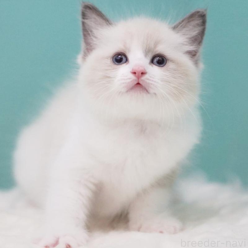 成約済の東京都のラグドール-125600の2枚目