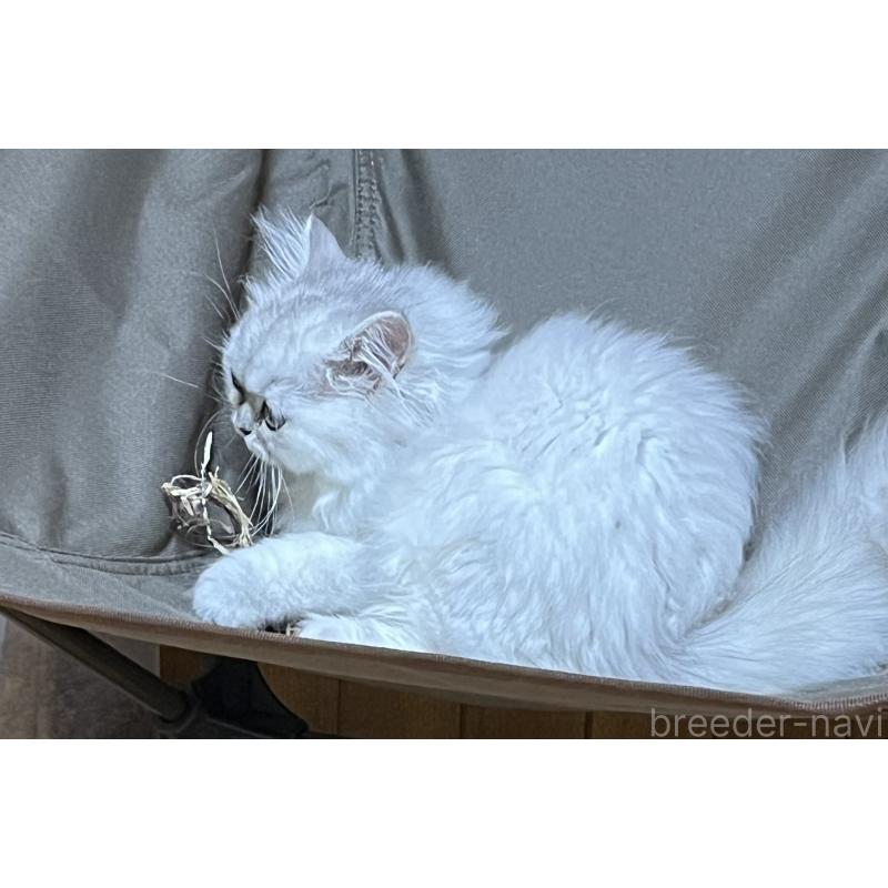 販売中の栃木県のペルシャ(チンチラ)-119453の3枚目