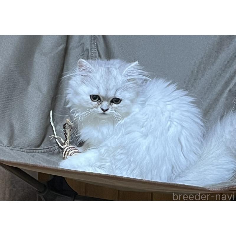 販売中の栃木県のペルシャ(チンチラ)-119453の2枚目
