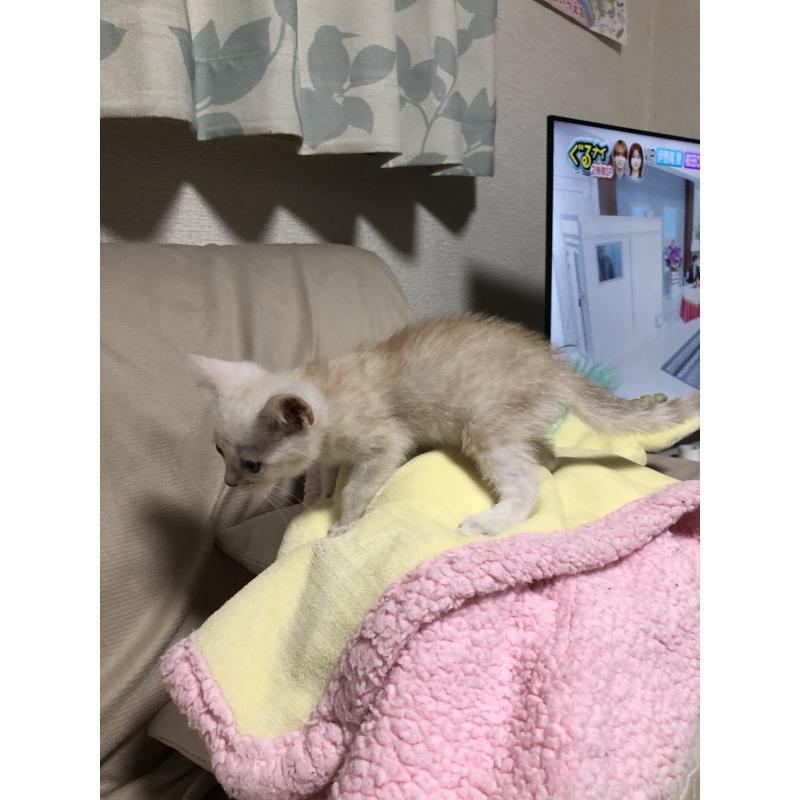 成約済の千葉県のスコティッシュストレート-125798の6枚目