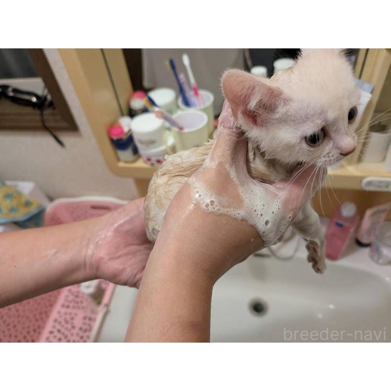 成約済の千葉県のスコティッシュストレート-125798の2枚目