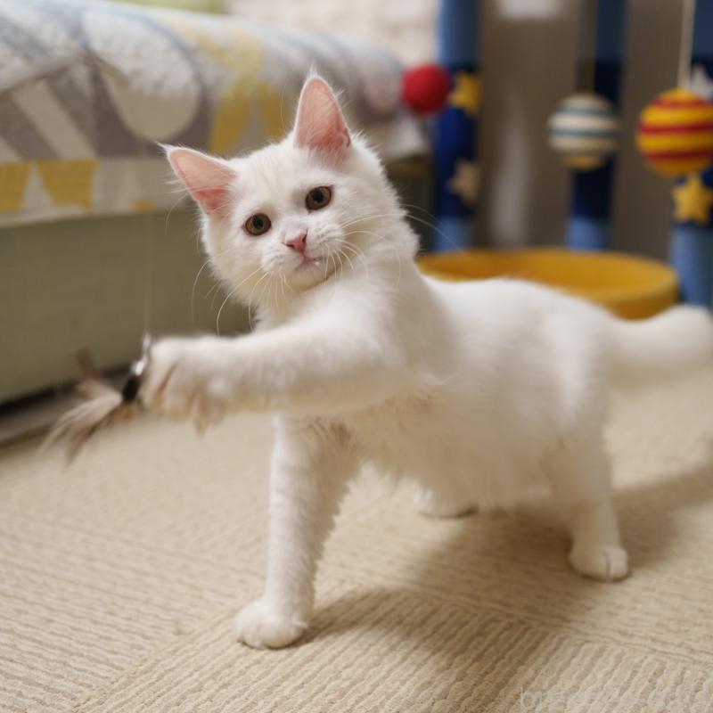 成約済の大阪府のサイベリアン-125809の8枚目