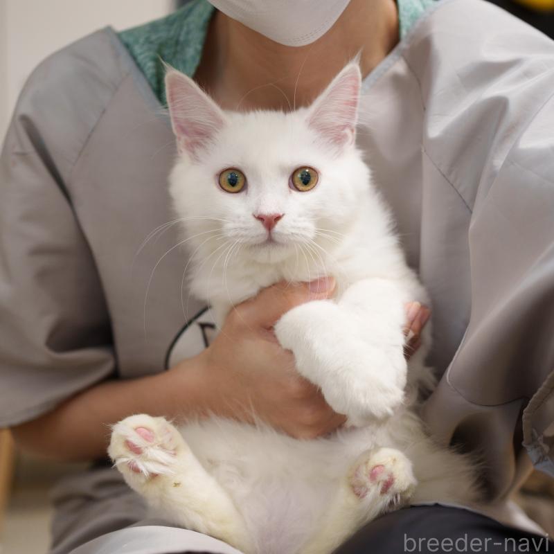 成約済の大阪府のサイベリアン-125809の7枚目