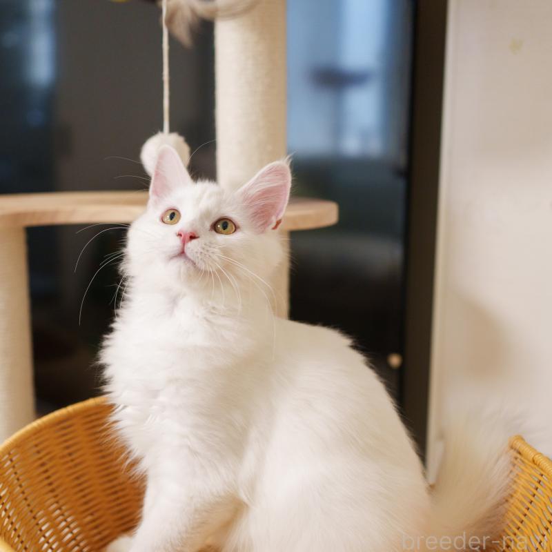 成約済の大阪府のサイベリアン-125809の6枚目