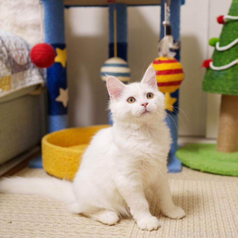 成約済の大阪府のサイベリアン-125809の4枚目