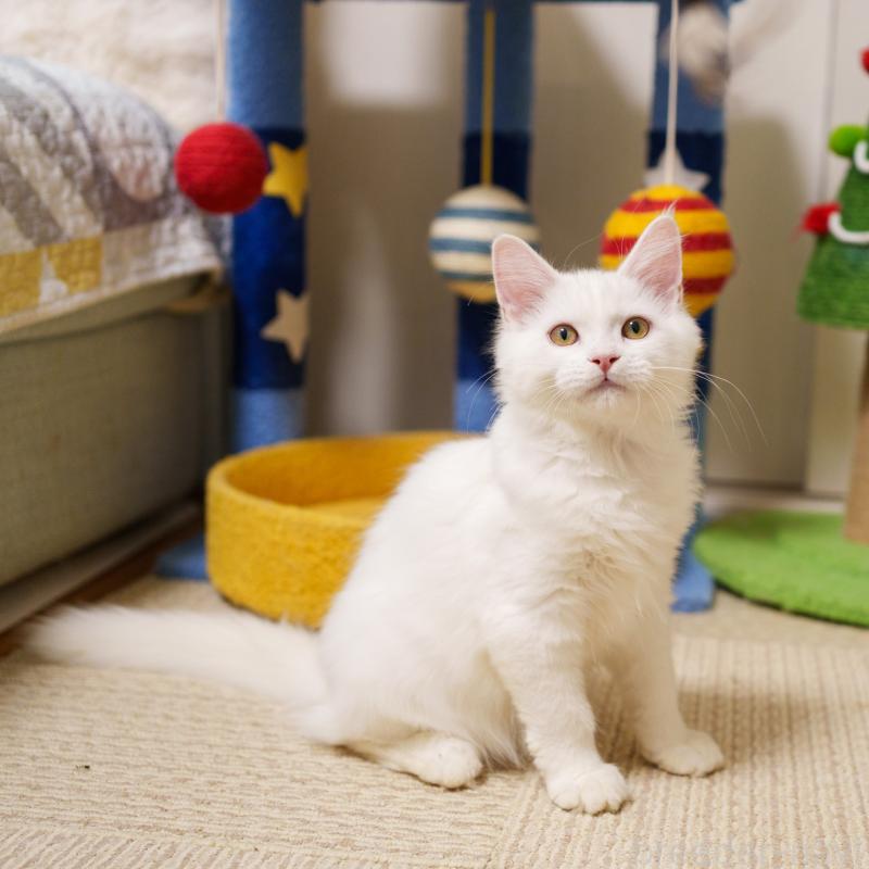 成約済の大阪府のサイベリアン-125809の2枚目