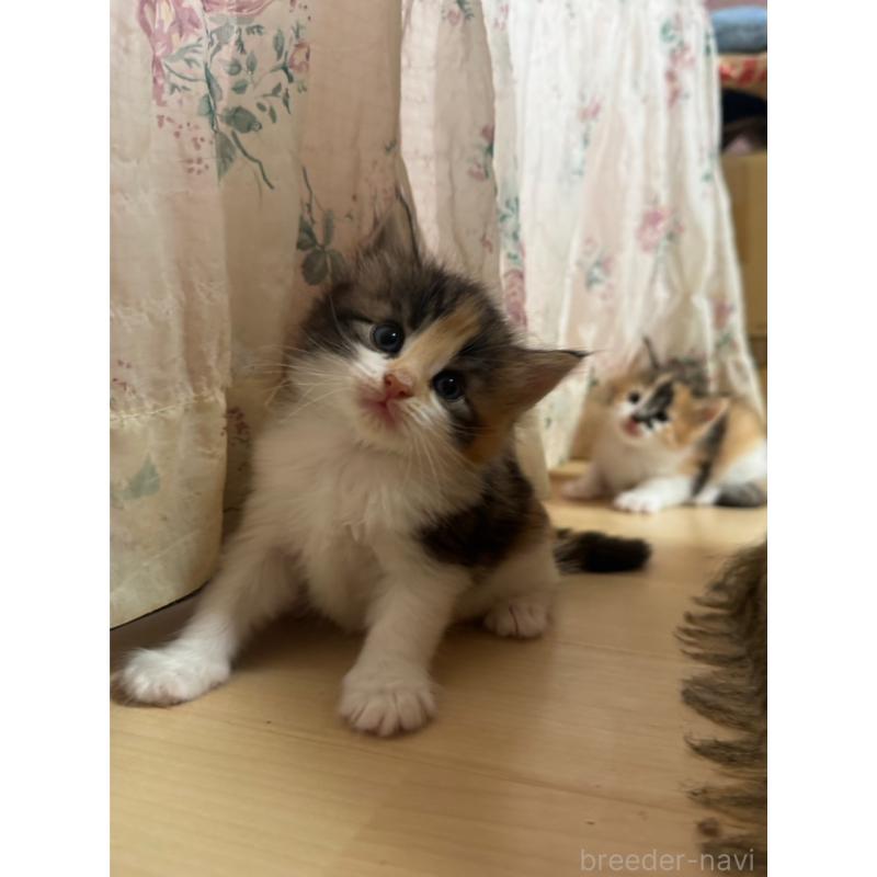 販売中の香川県のノルウェージャンフォレストキャット-127256の5枚目