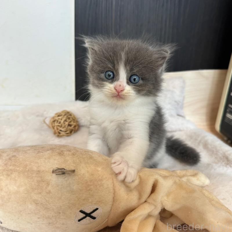 販売中の福岡県のマンチカン-127289の1枚目