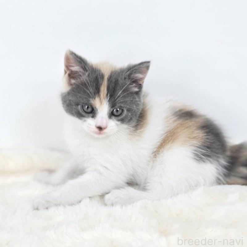 販売中の茨城県のマンチカン-127301の4枚目